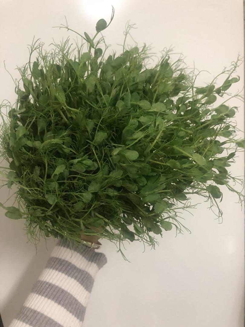 一次成功简单水培豌豆苗