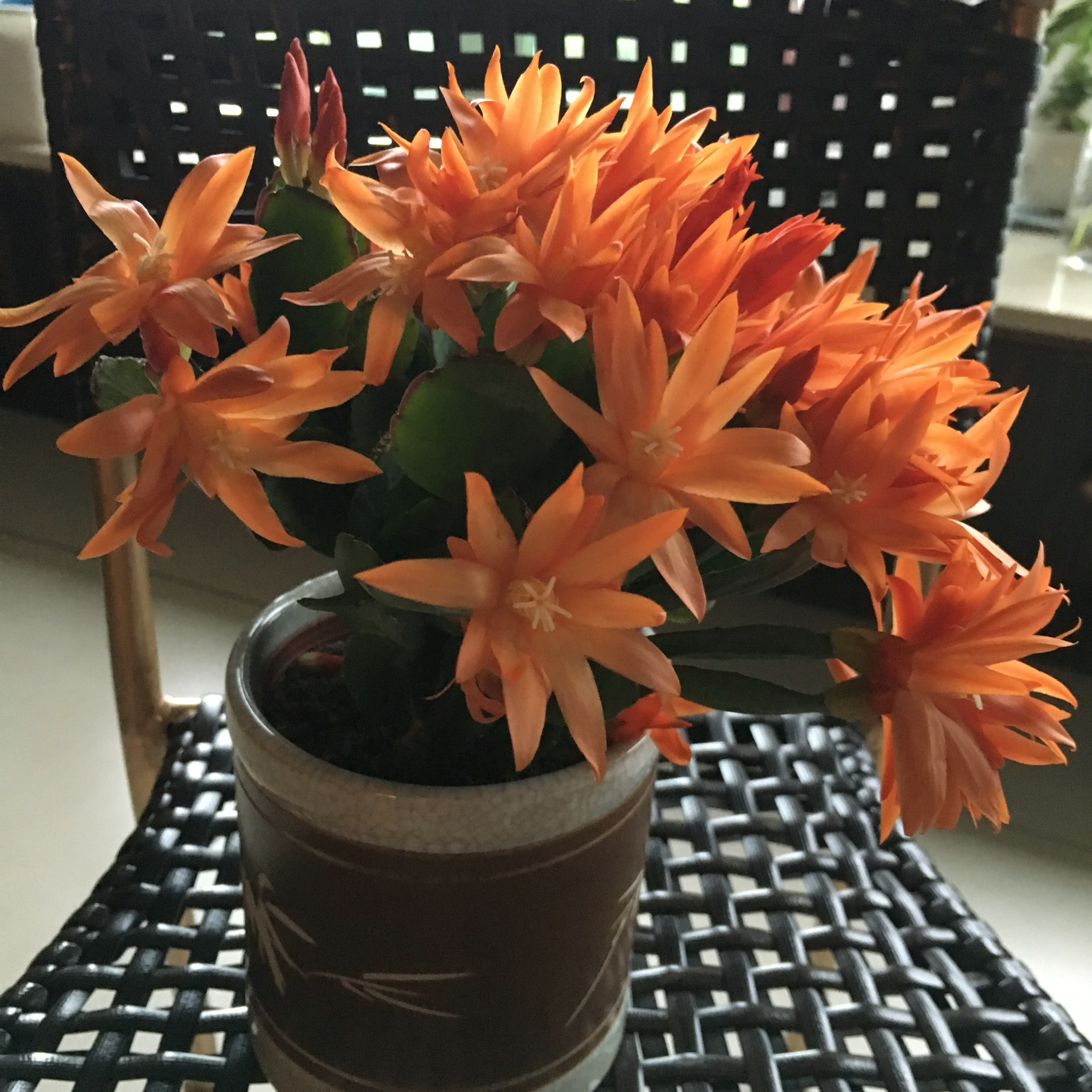 花，一辈子爱上你