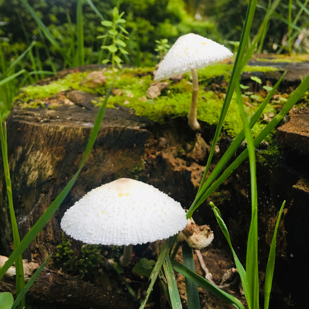 qm女王陛-请用餐