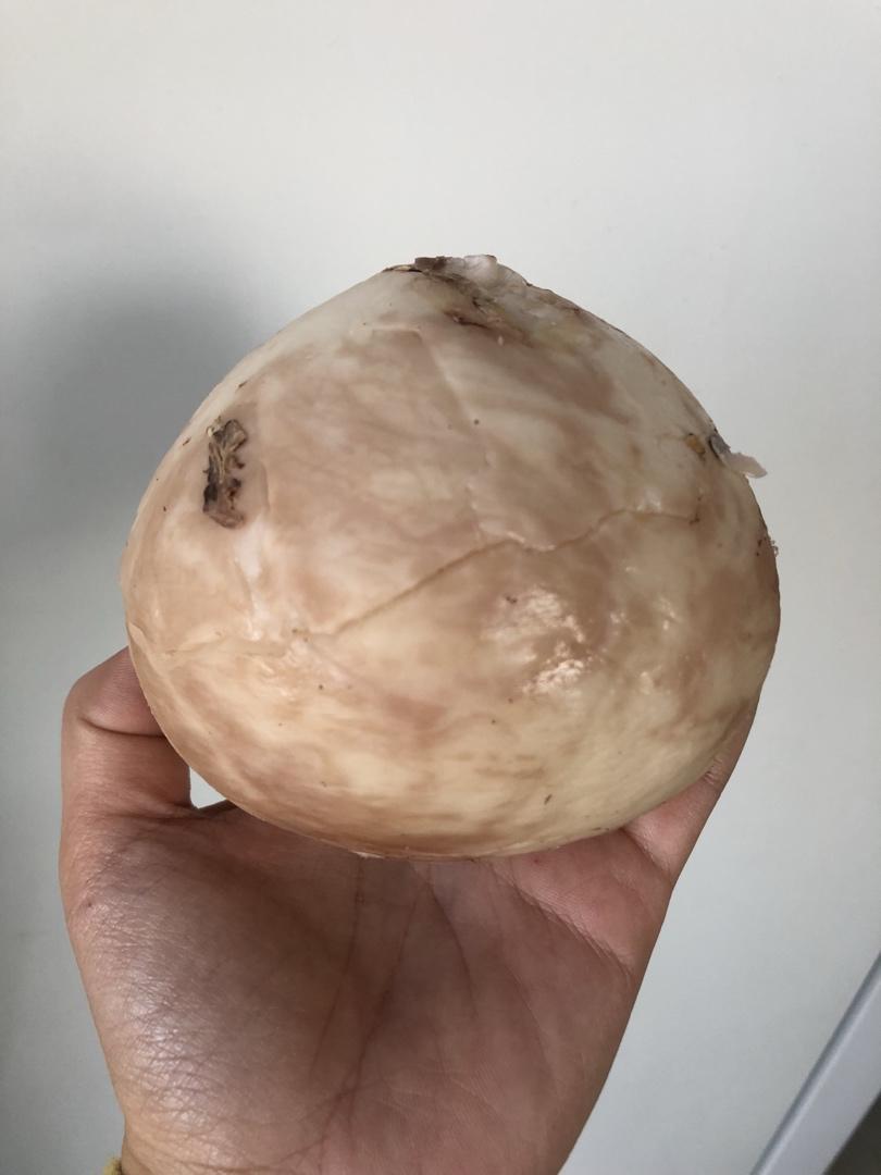 如何开椰子肉
