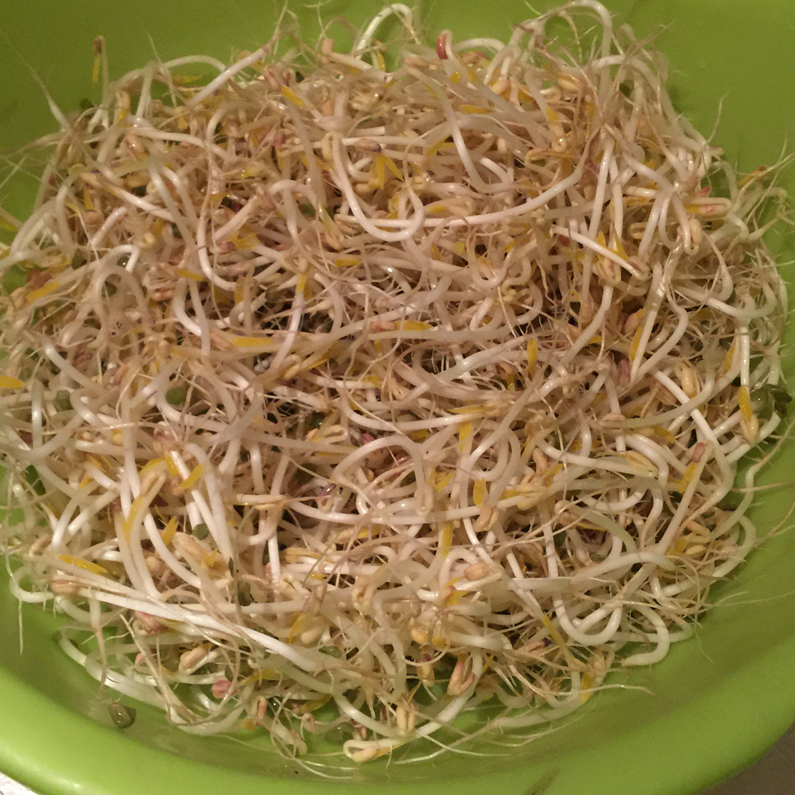 自发豆芽（可乐瓶发豆芽0失败！）