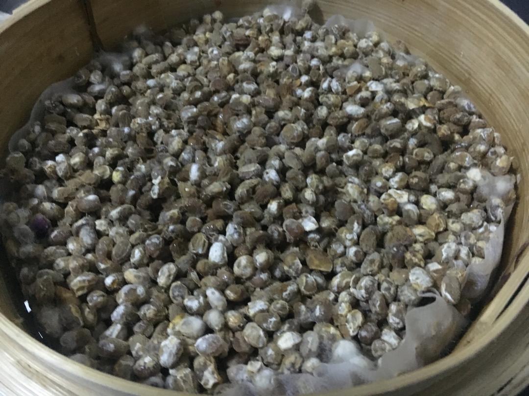 土法自制黄豆酱