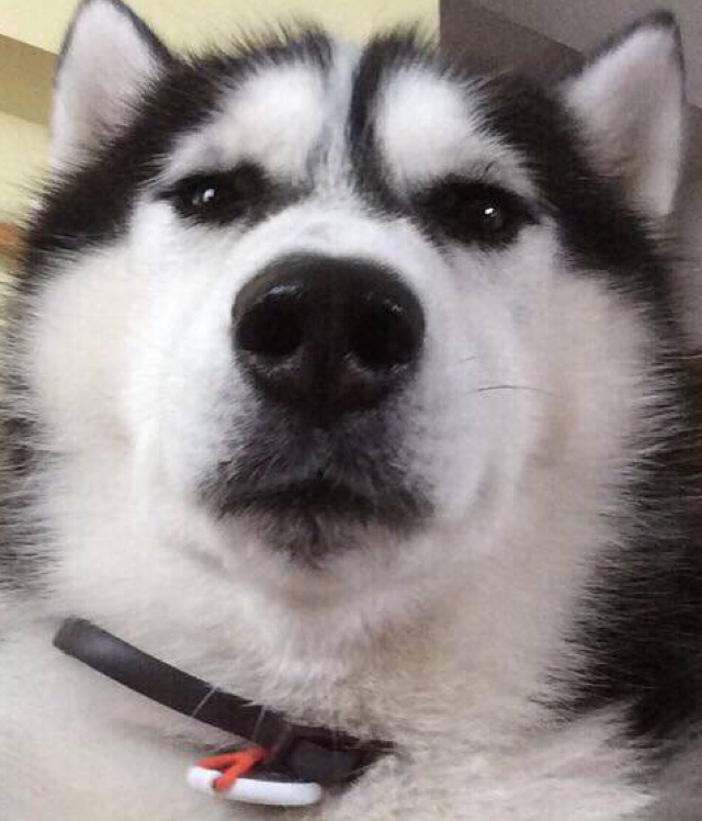 婴儿纯之仰望星空哈