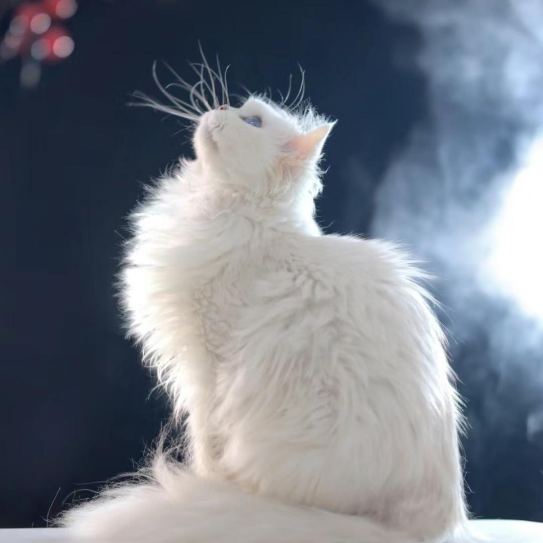 雪喵儿miaow