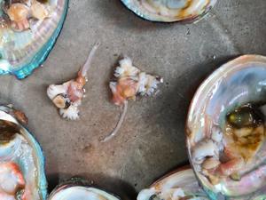 葱油鲍鱼海螺的做法 步骤6
