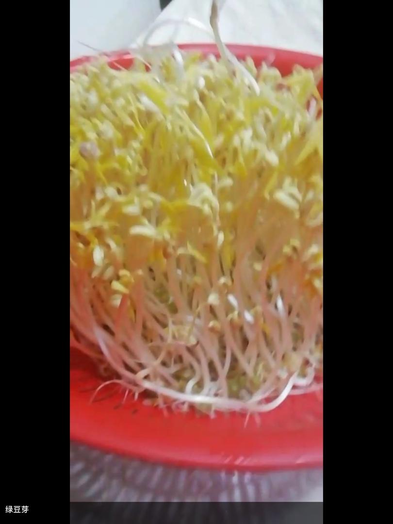 沥水篮发豆芽