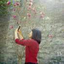 Ivy锦