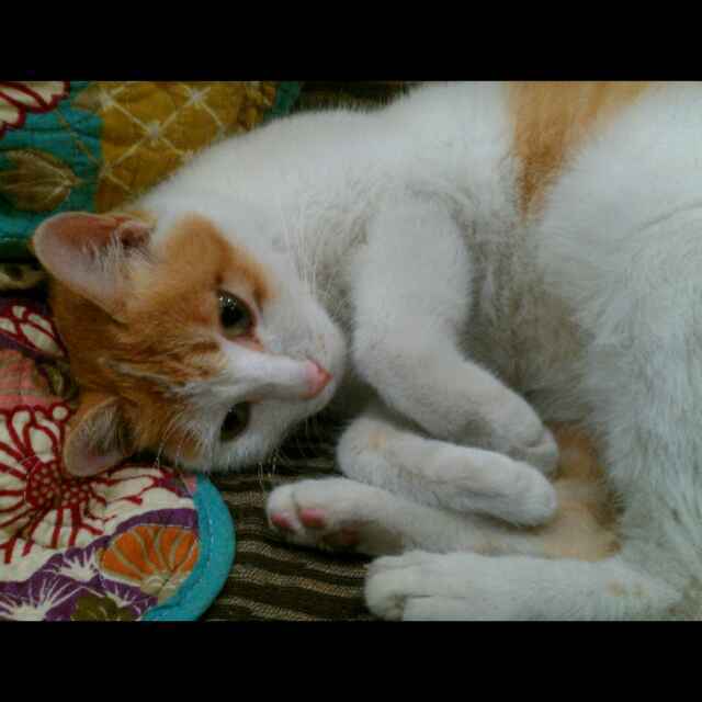 聪miao-1