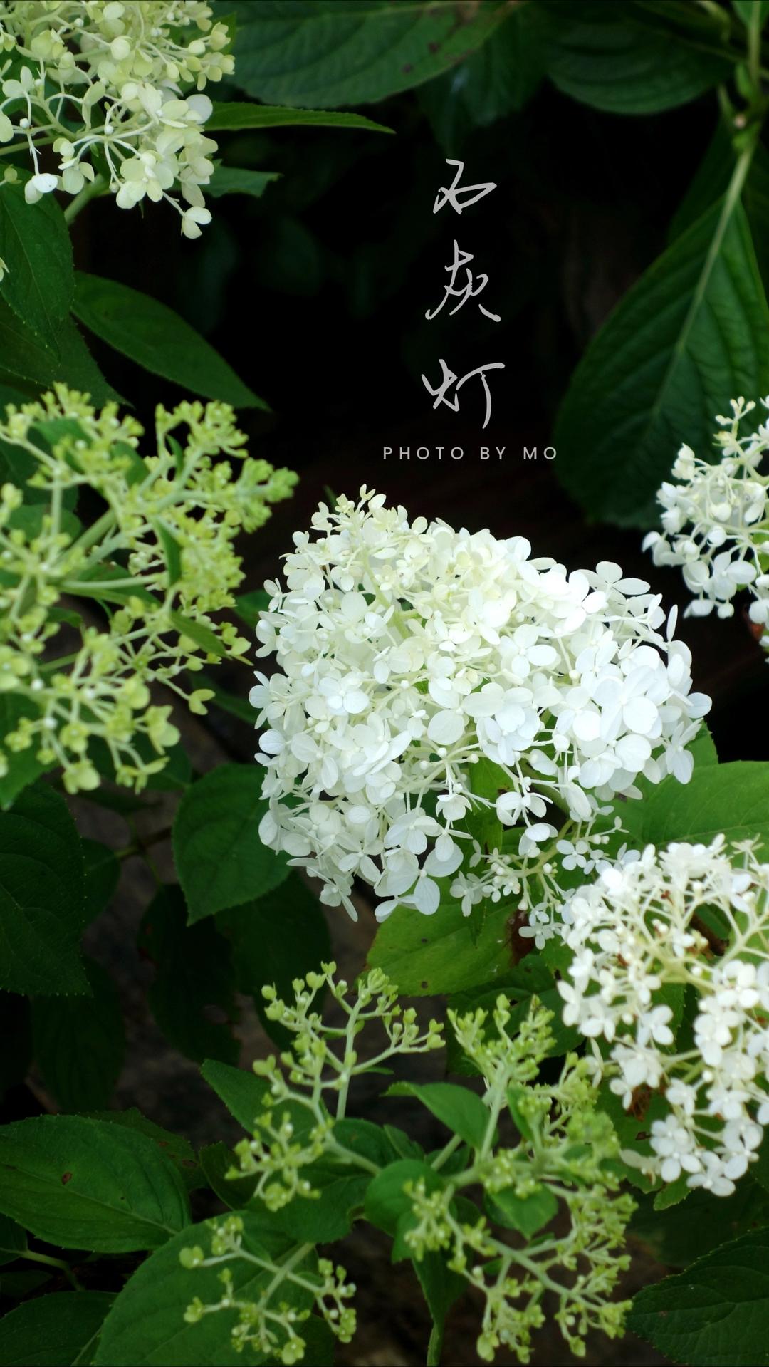 造园记:从陆家嘴后花园到山居小花园
