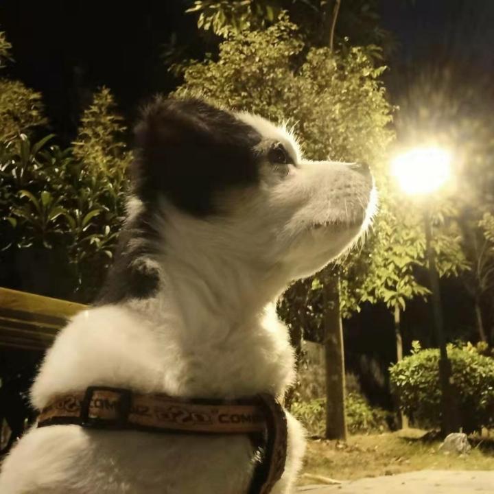 美丽的小白菜