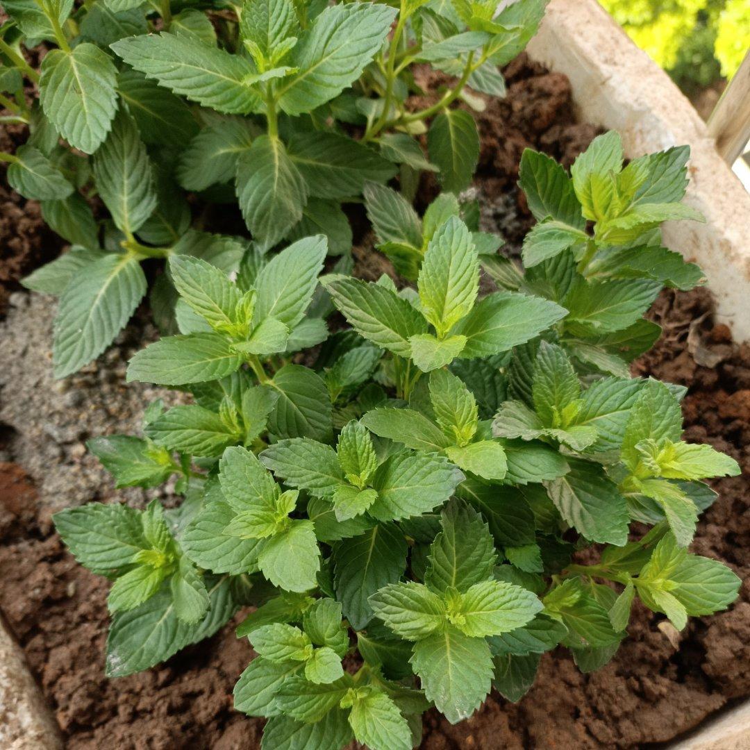 薄荷种植手册，如何把你的薄荷养到爆盆