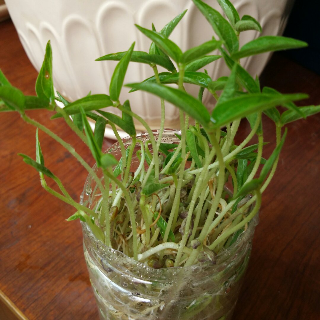 自发豆芽（可乐瓶发豆芽0失败！）