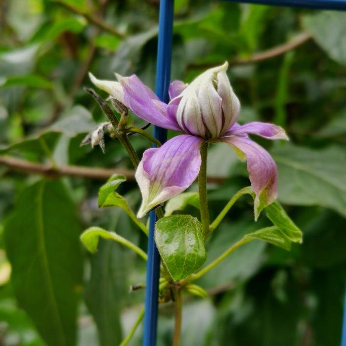 广式月饼－－蛋黄豆沙月饼