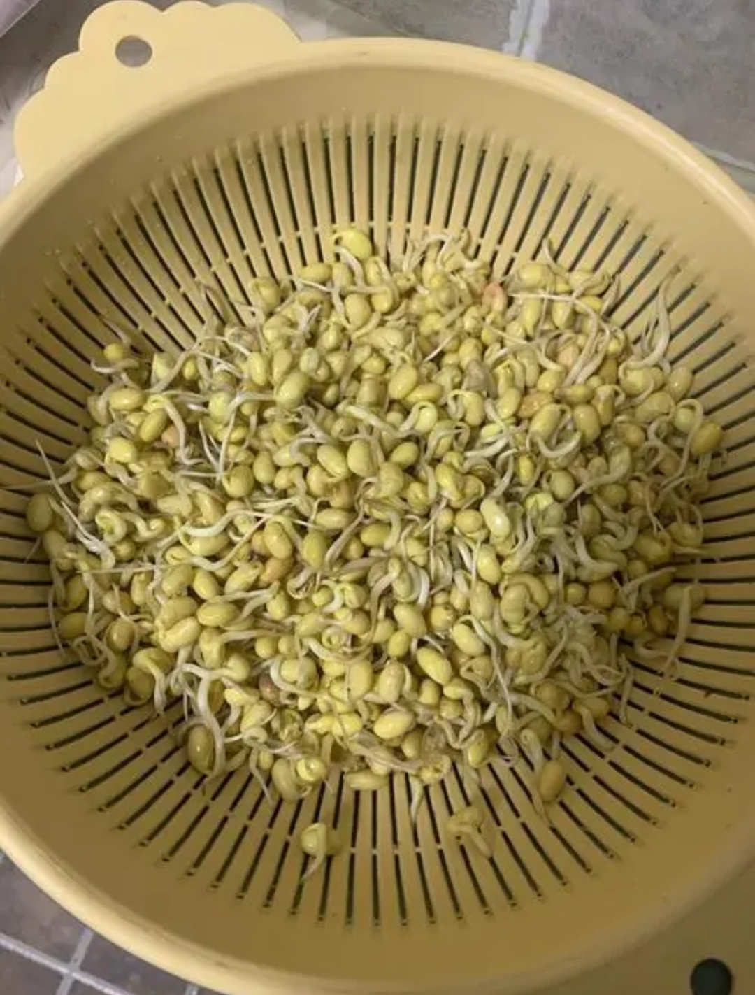辣炒黄豆芽的做法 步骤1