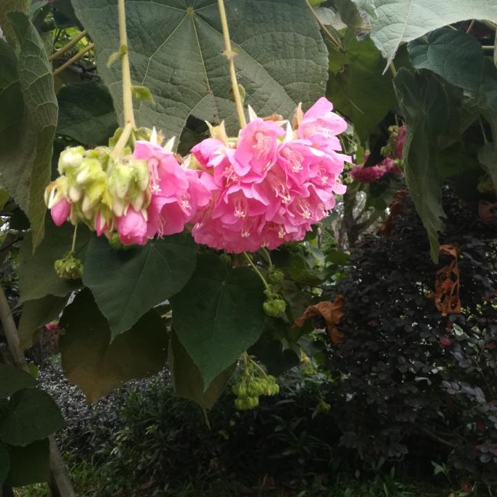 爱吃番茄蛋的卷毛猪