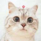 小瑭母上