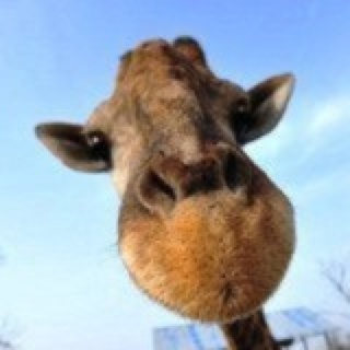 有个厨子叫阿呆