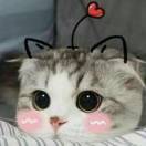 chai夏