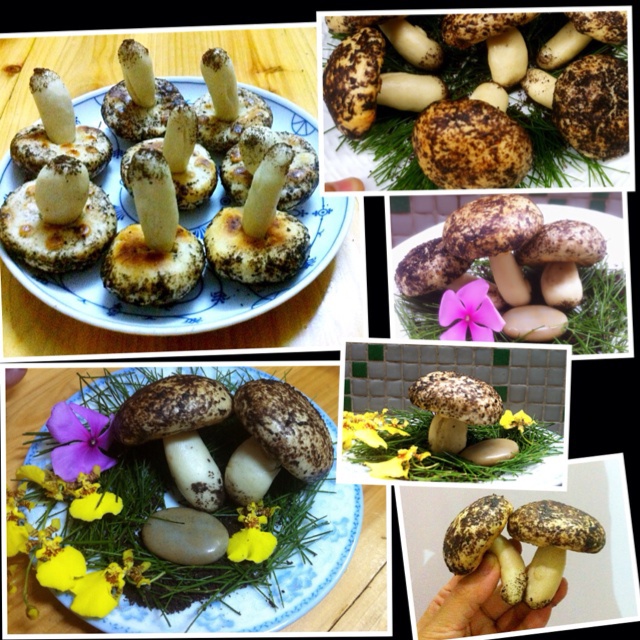 蘑菇包