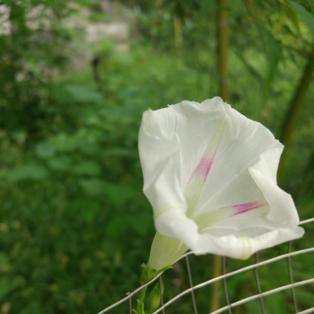 慢呀