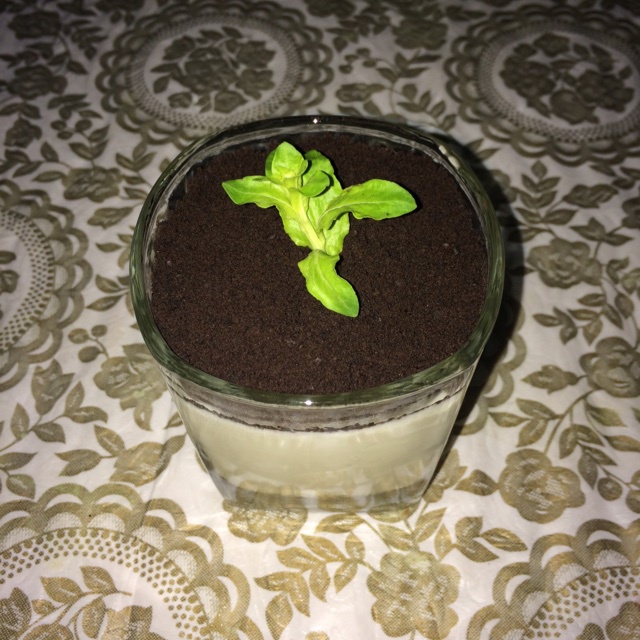 盆栽酸奶