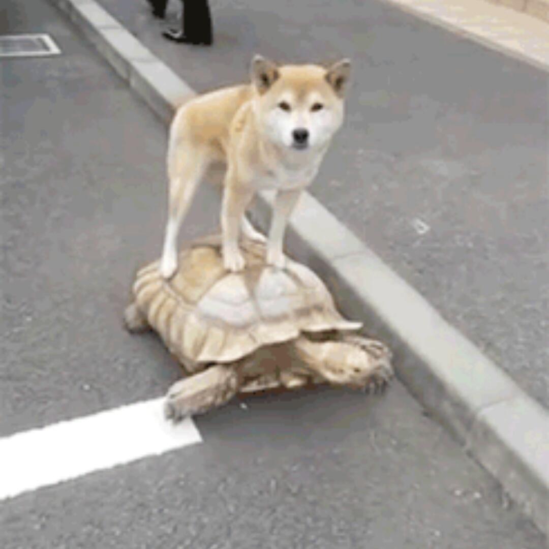 KUMAMOTO熊本熊