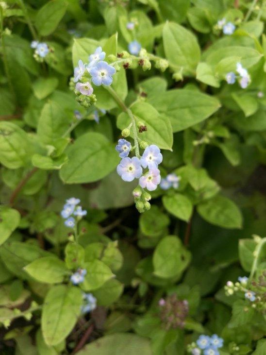 那些美丽的小野花