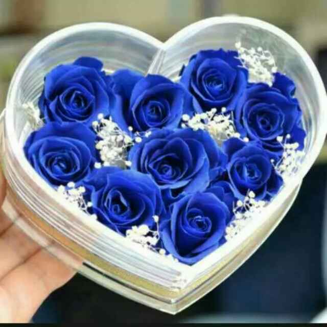   蓝天使
