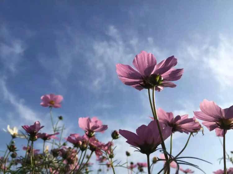 绿草如茵培Px