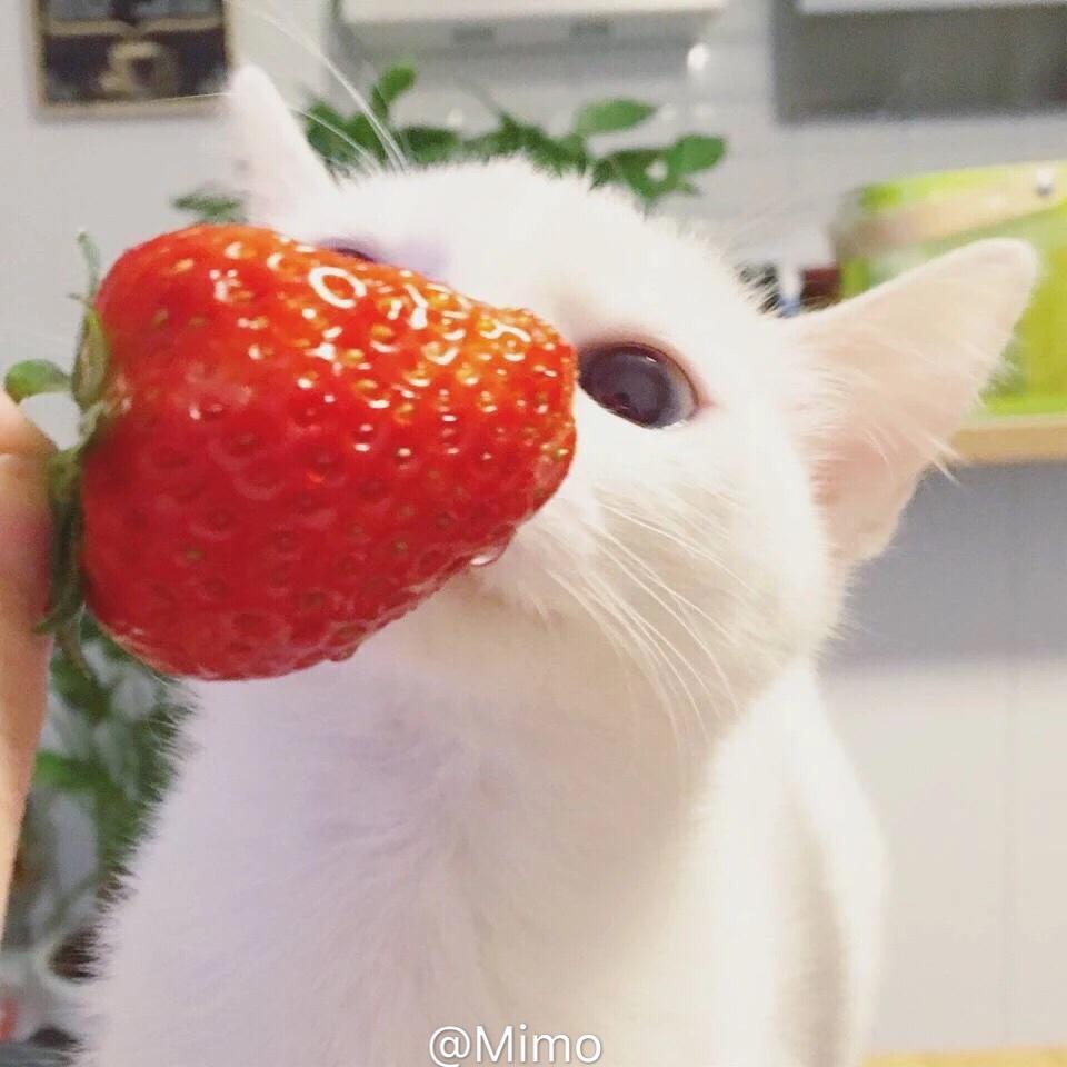 蜜糖_Mimo