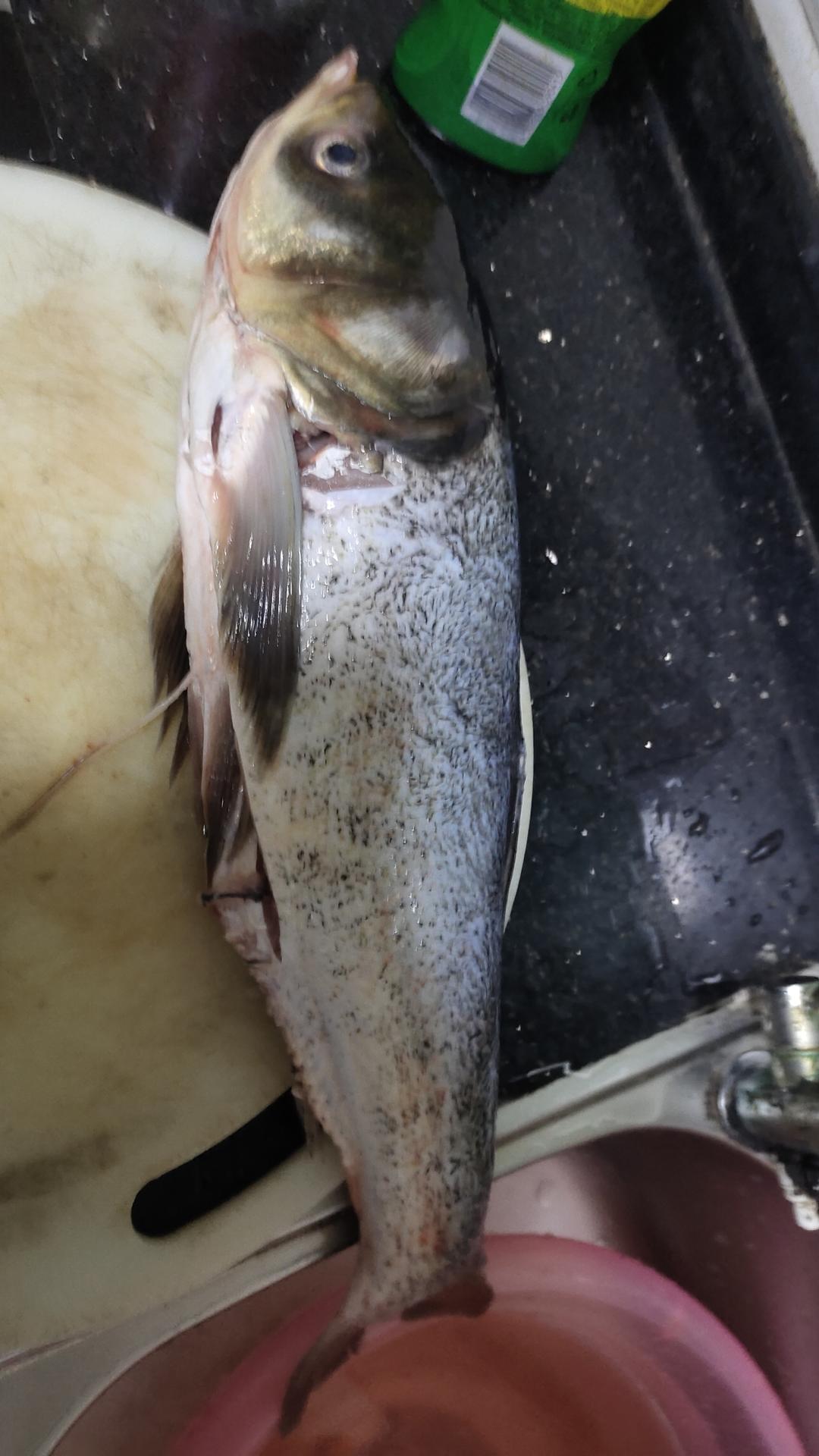 Q弹劲道爽滑鱼丸（无刺版）