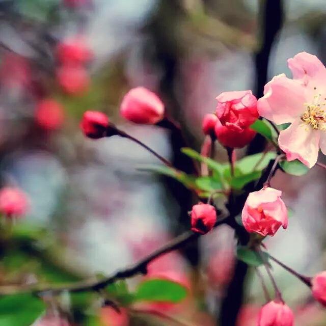 给生活制造一点香甜