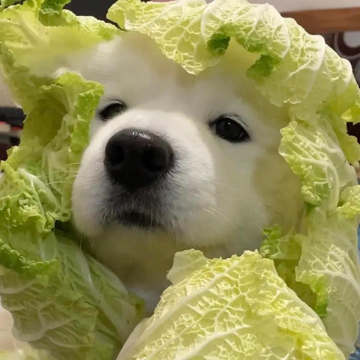 卷不动的菜狗