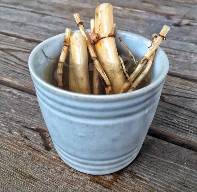 蜂香薄荷做的茅根芦根水