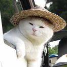 沧海一猫_cuhy