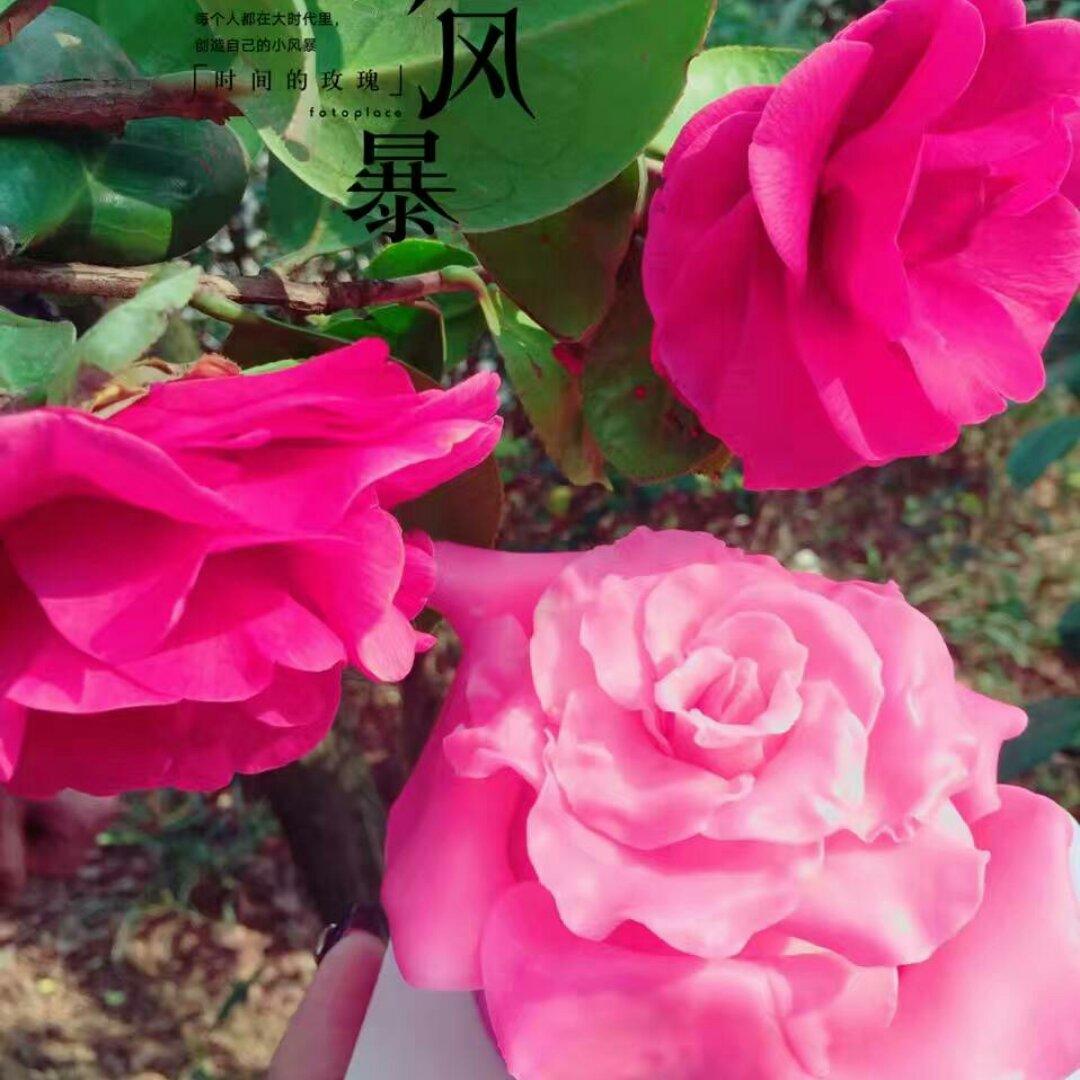 巧克力玫瑰慕斯