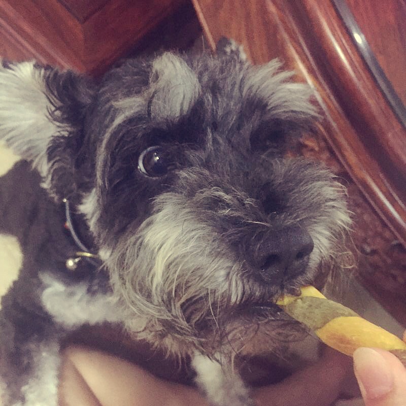 狗狗零食 | 超炫双色磨牙棒