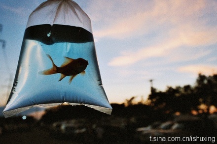 fish0777