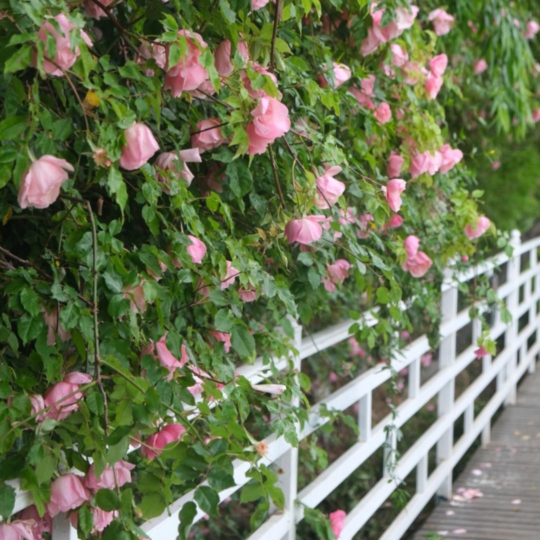 快乐做饭的小羊