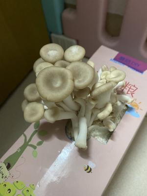 种蘑菇的小记录
我的菇菇日志的做法 步骤5