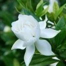 栀子花_aqu4