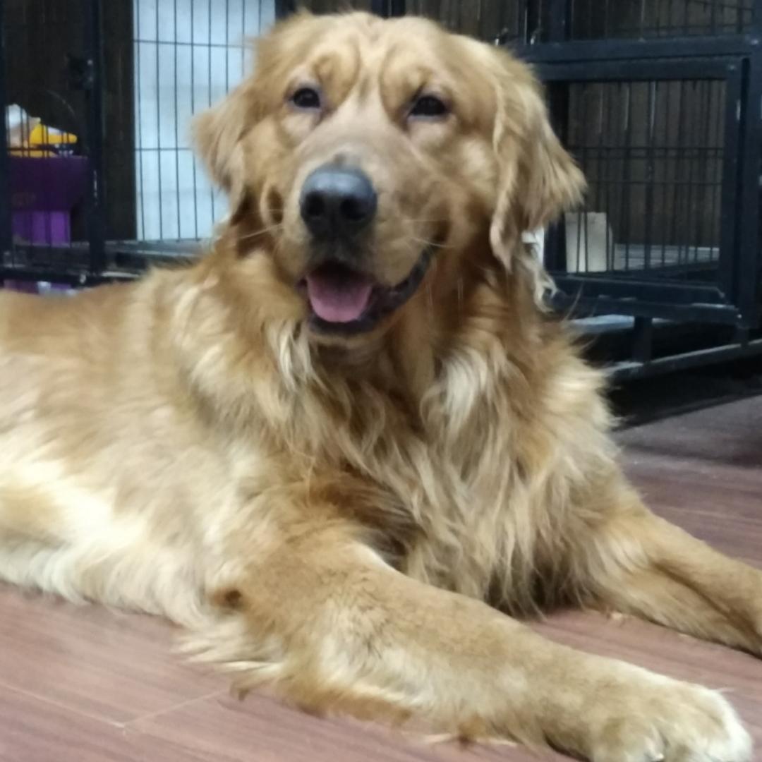 是逗丁不是豆丁