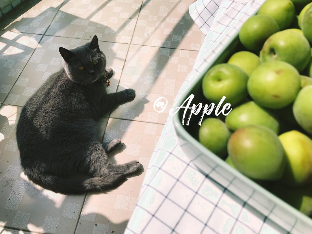 酿青梅酒的做法