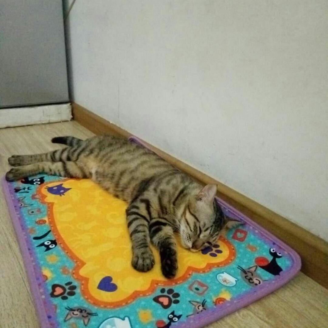 Jimmy猫