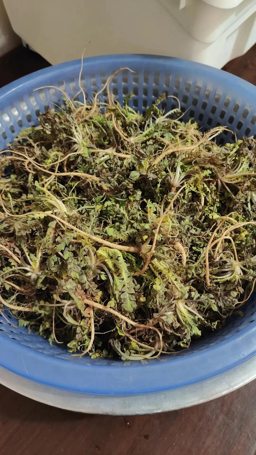 广东银的荠菜饺子🥟
