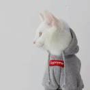肥猪猪驾到