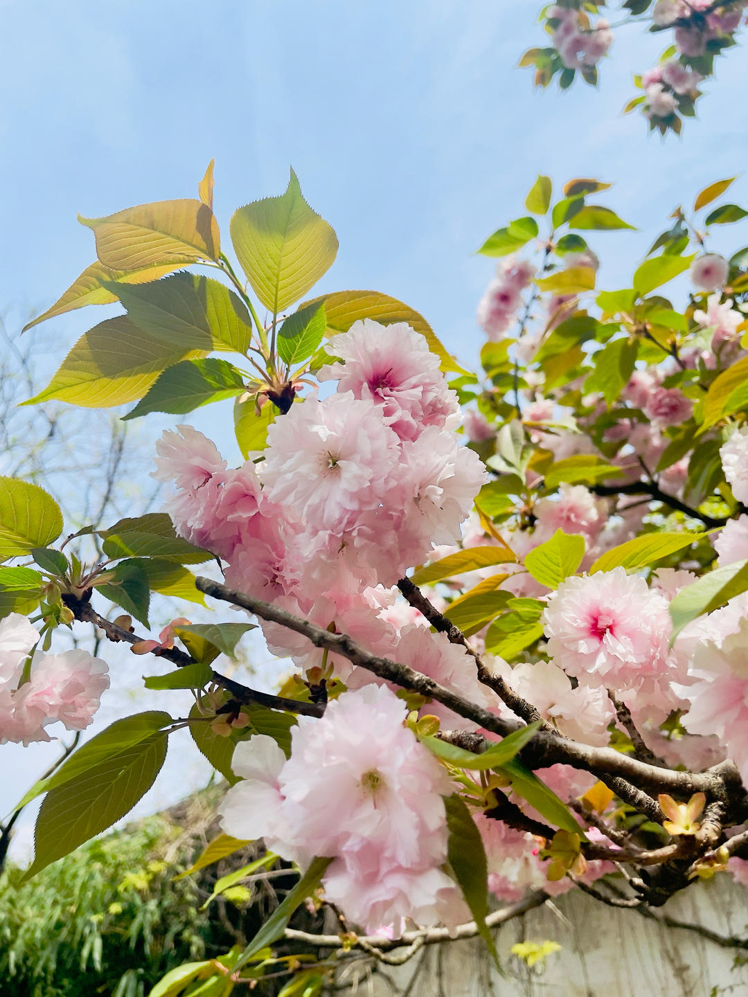 桃花朵朵开666666