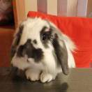 迫不得已的见习厨子