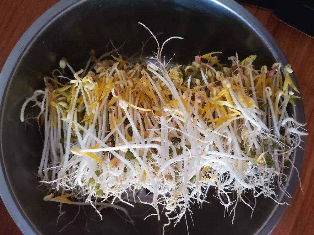 小婉_sdv0做的自发绿豆芽/自生豆芽/自制豆芽
