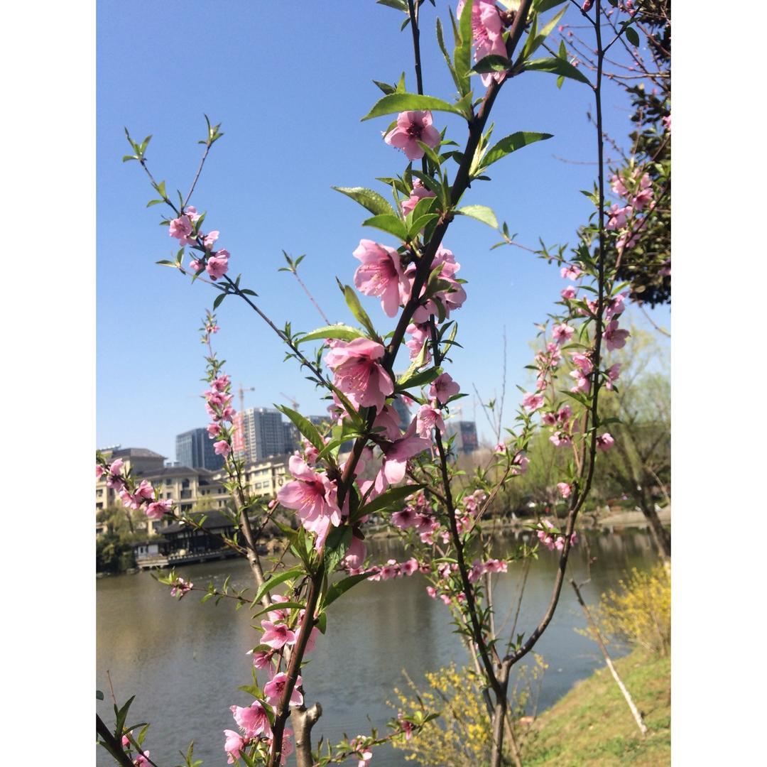 一花一世界